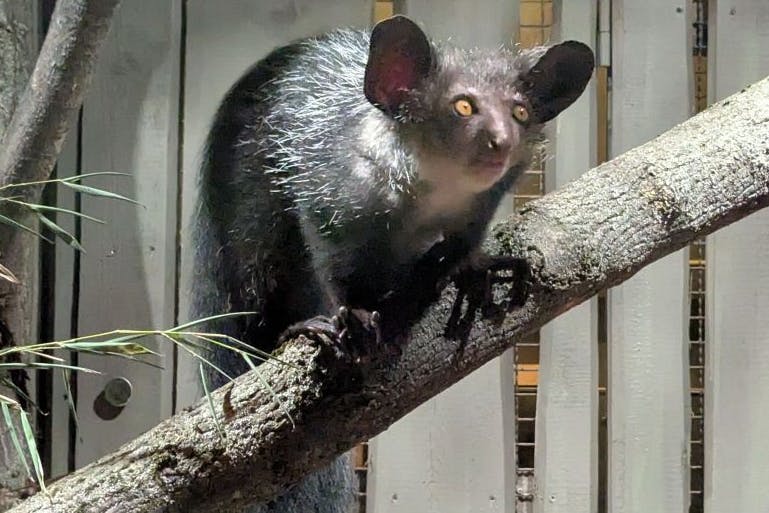 Der Neuzugang im Tierpark Berlin sieht ungeheuerlich aus: Fingertier Vassago gilt in ihrer Heimat Madagaskar als Unglücksbote.