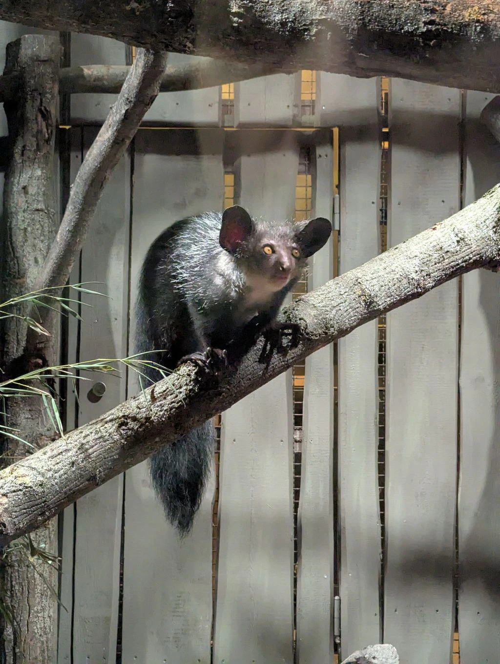 Tierpark Berlin: Unglücksbote aus Madagaskar sorgt für Affentheater