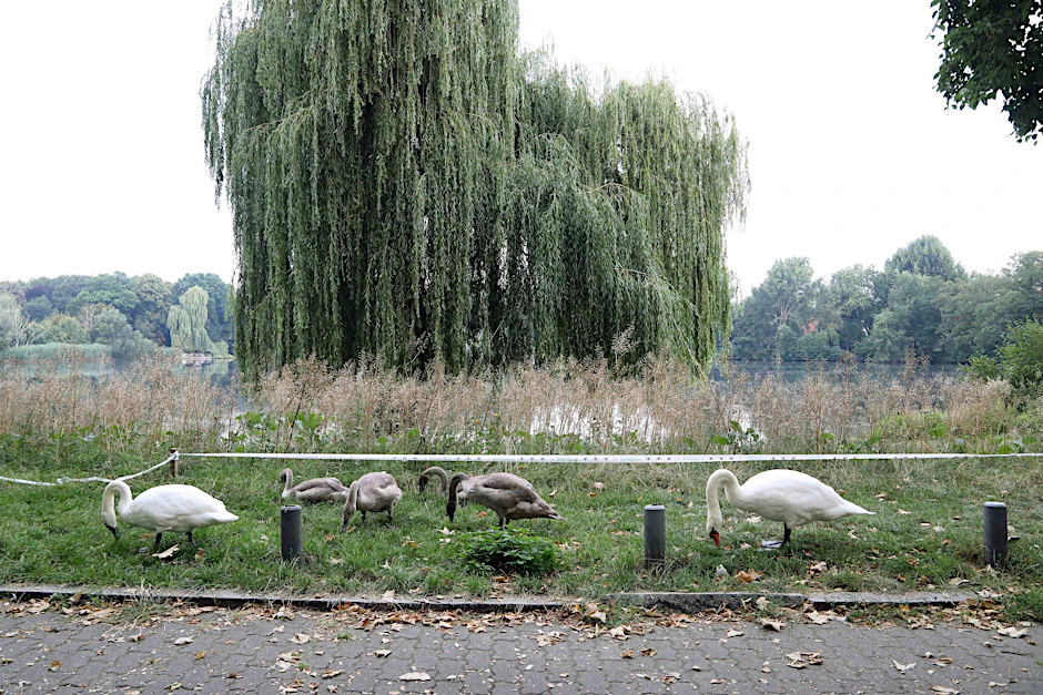 Am Schäfersee in Reinickendorf sollen Bäume gefällt werden.