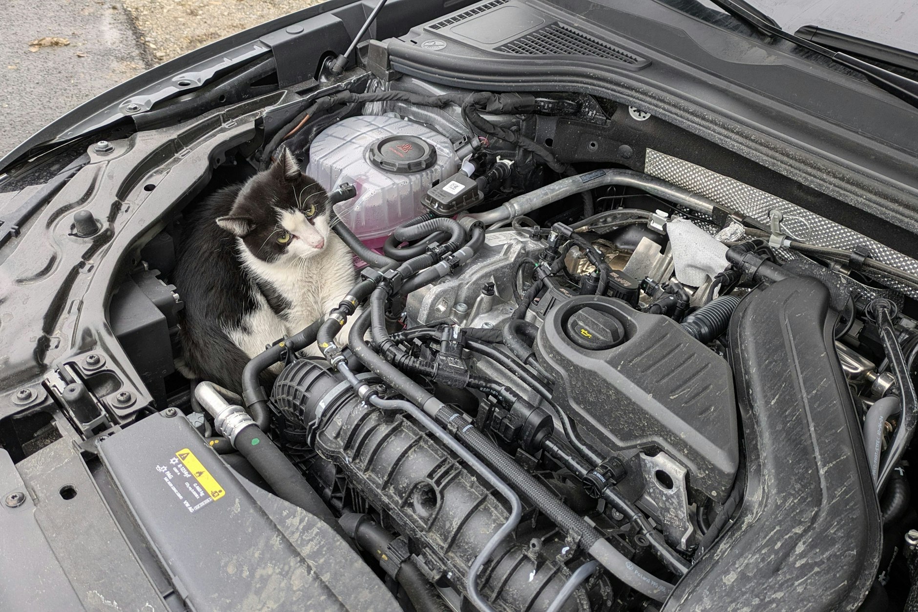 Als der Autofahrer nachsah, warum der Motor nicht anspringt, blickte ihm die Katze entgegen.