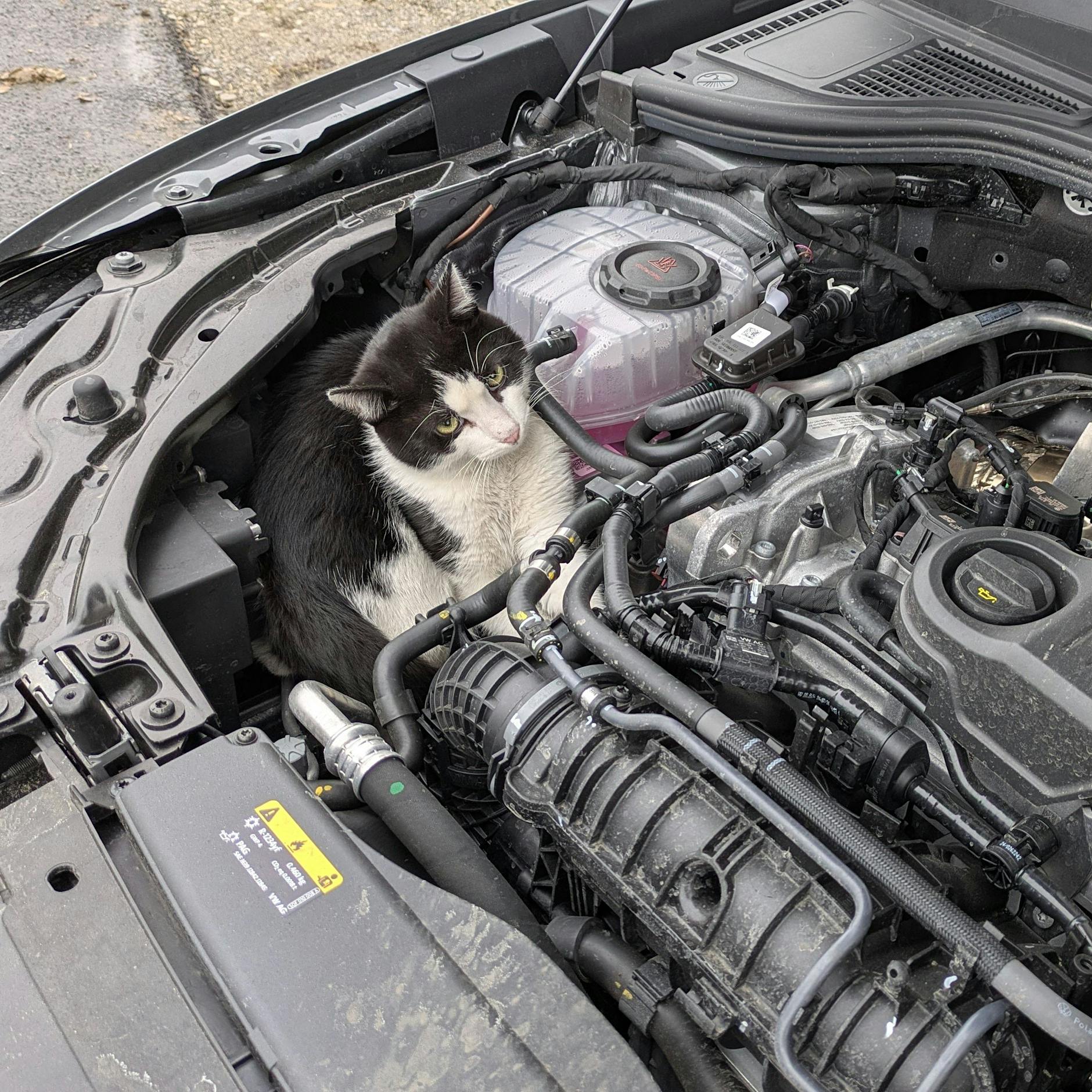 Katze fährt als blinder Passagier 75 Kilometer in Motorraum auf Autobahn mit