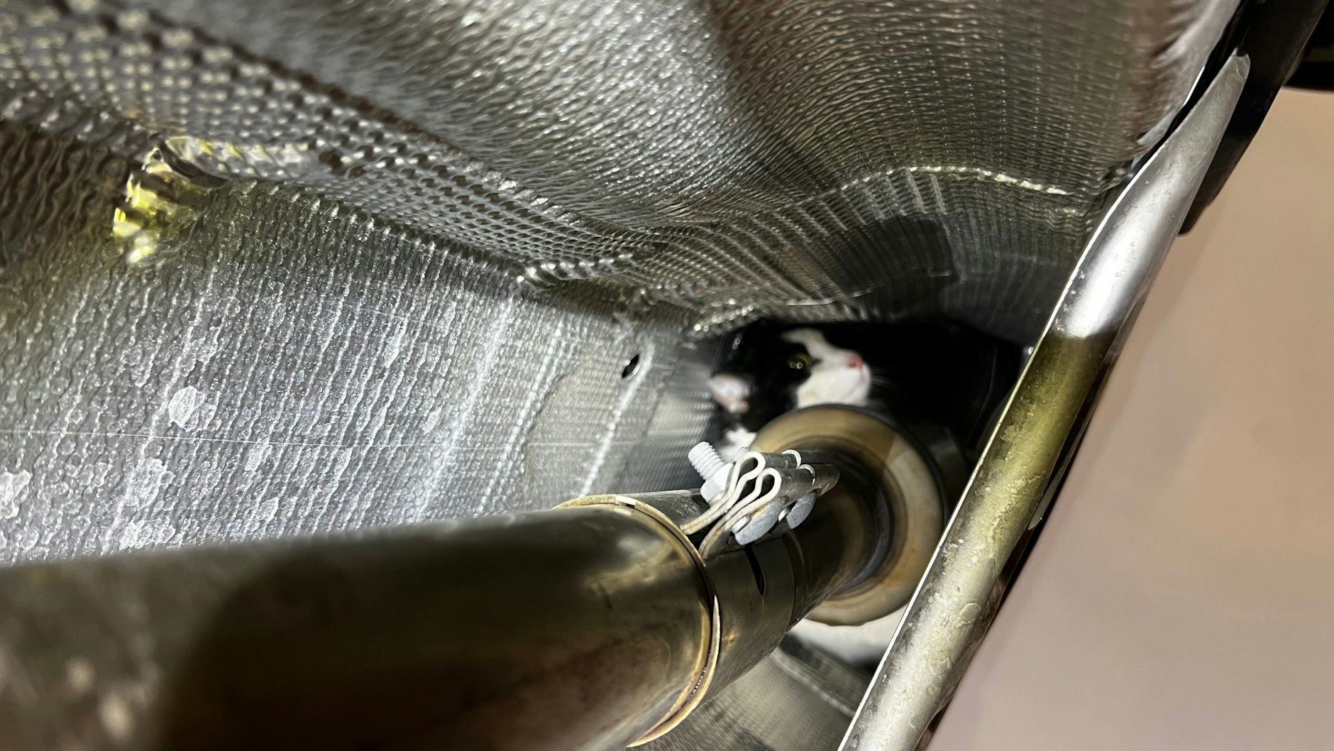 Der „Schwarzfahrer“ hatte sich schließlich in den Mitteltunnel am Unterboden verkrochen.