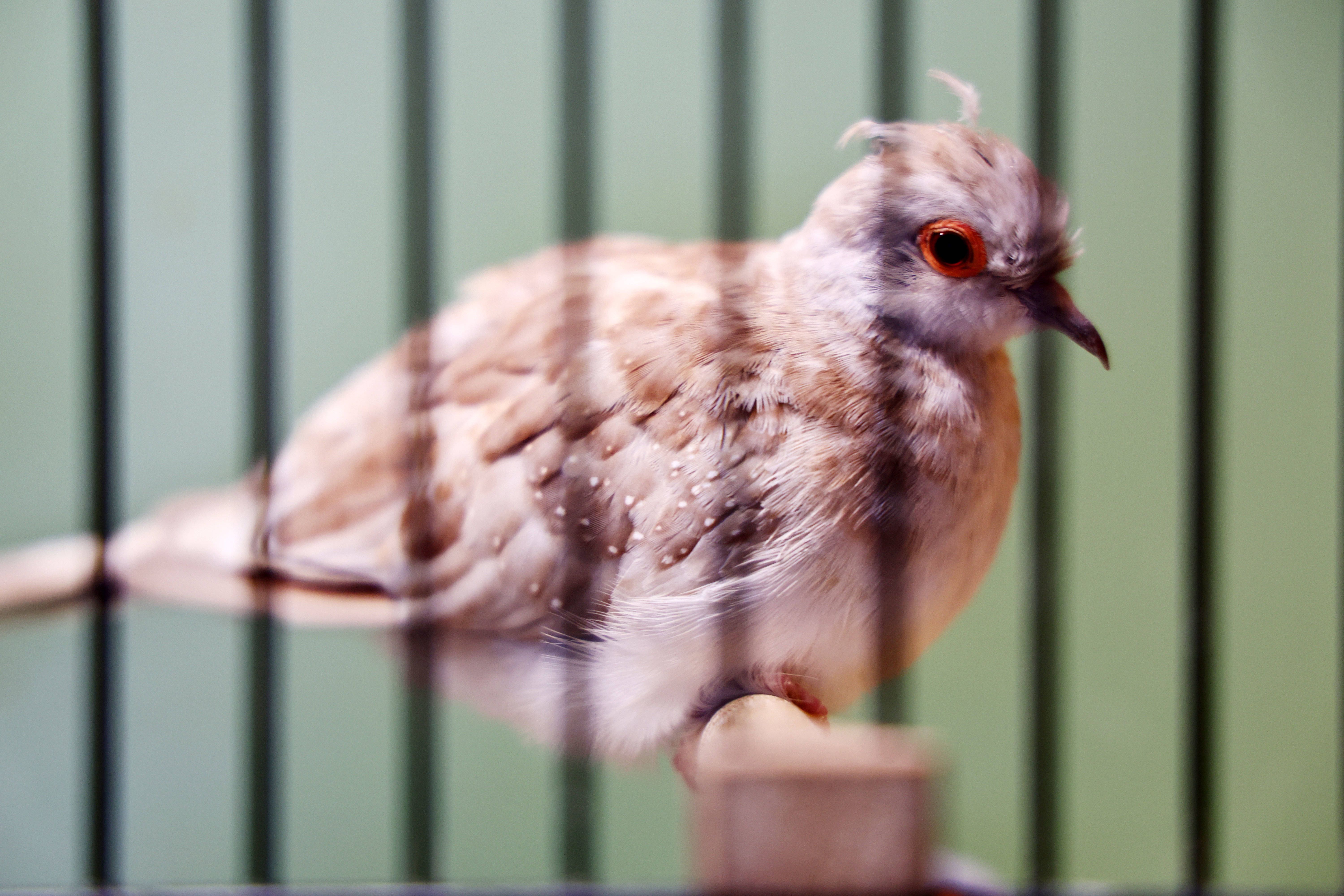 Image - Newcastle-Krankheit: Amtliche Sperre im Tierheim Berlin-Lichtenberg beendet