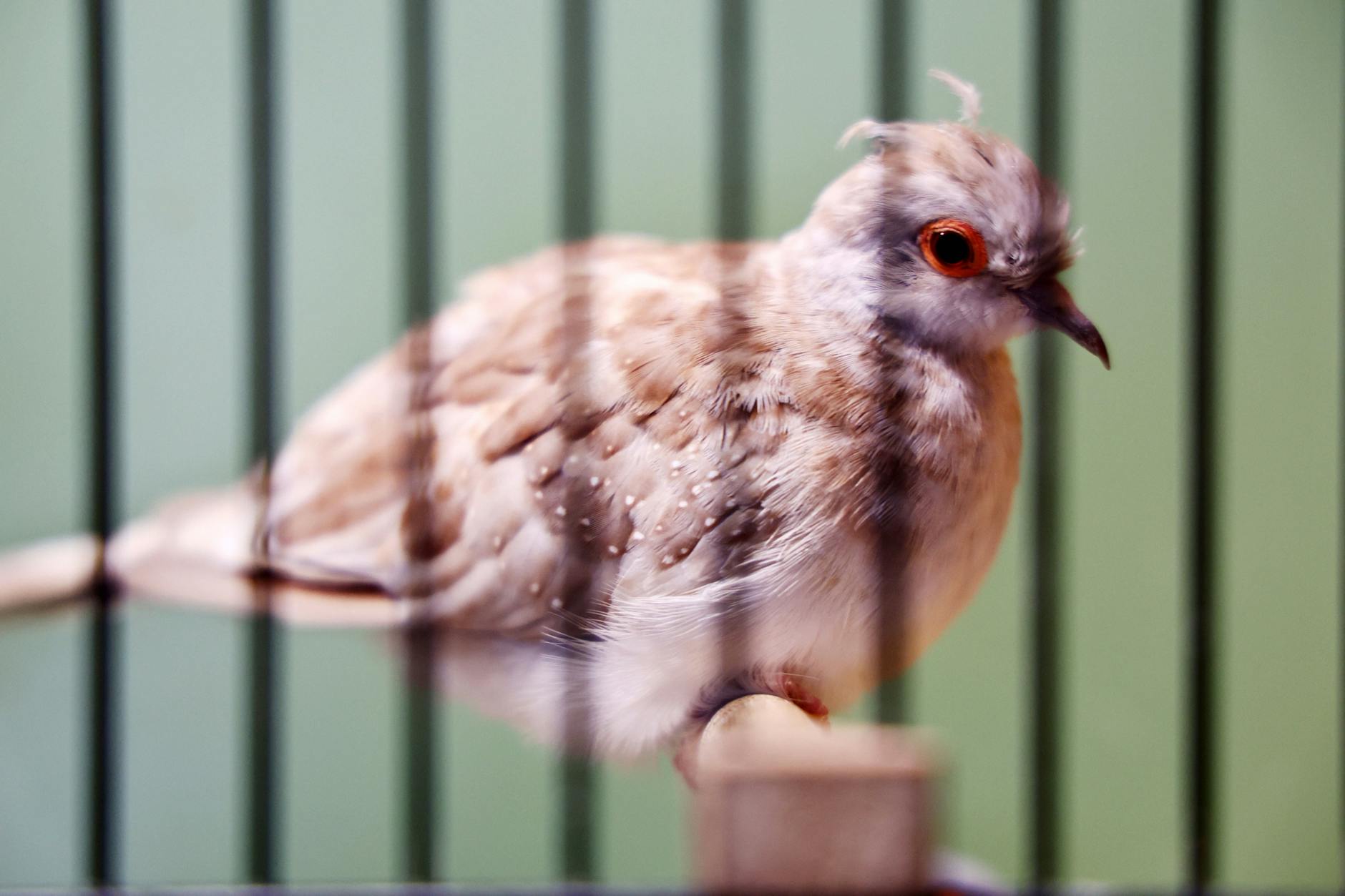 Im Berliner Tierheim sind einige Vögel an der Newcastle-Krankheit erkrankt.