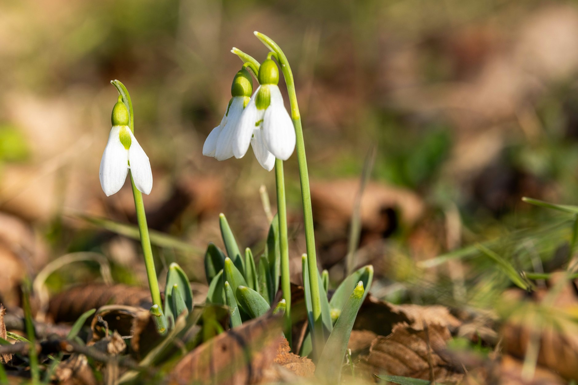 Am Sonntag kommt die Sonne raus – Schneeglöckchen vielleicht auch schon?