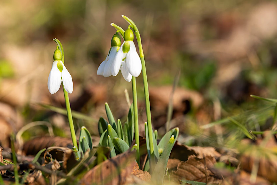 Am Sonntag kommt die Sonne raus – Schneeglöckchen vielleicht auch schon?