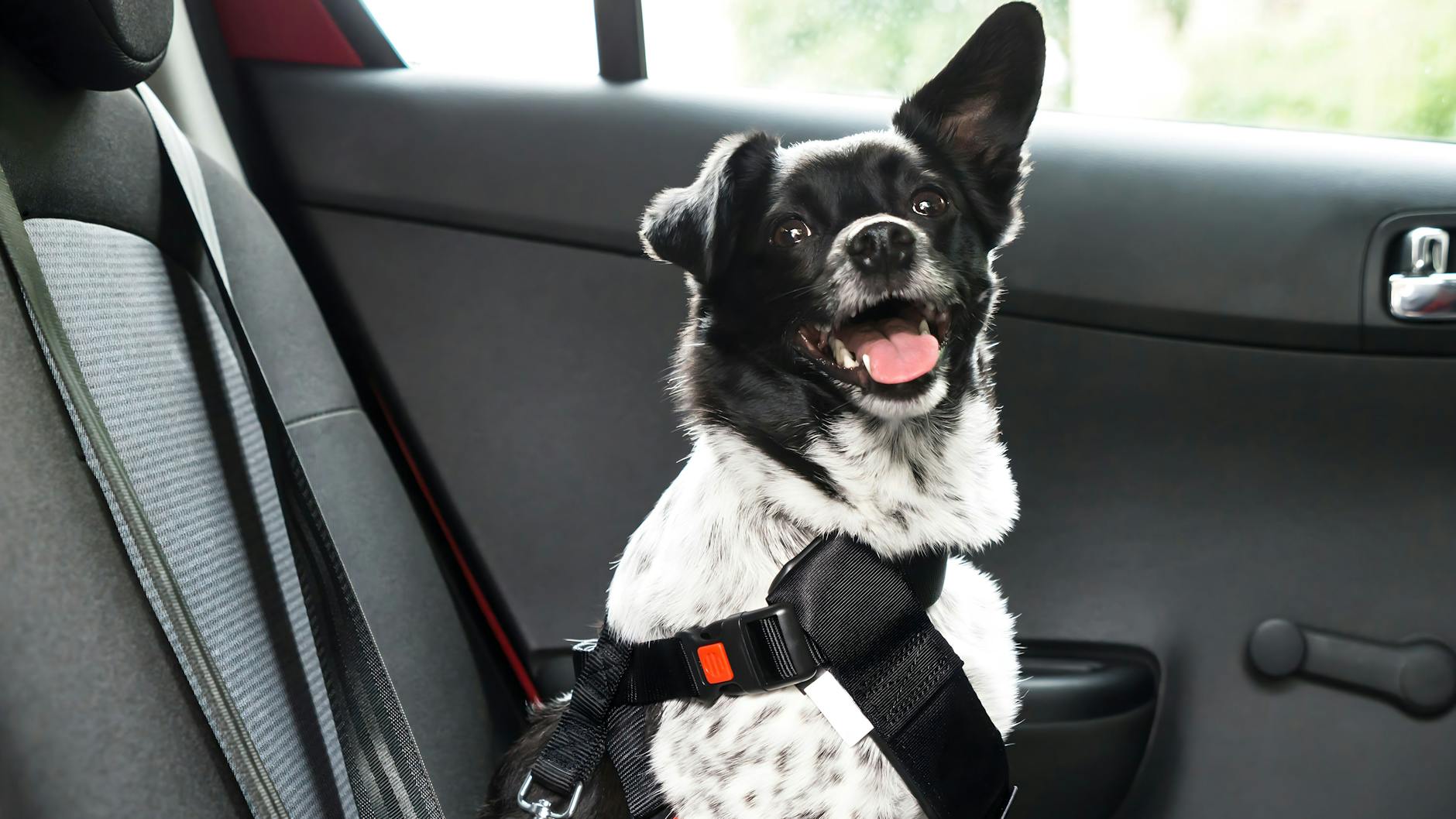 Ist der Hund entspannt, kann er auch auf der Rückbank des Autos Platz nehmen – mit Hundesicherheitsgurt!