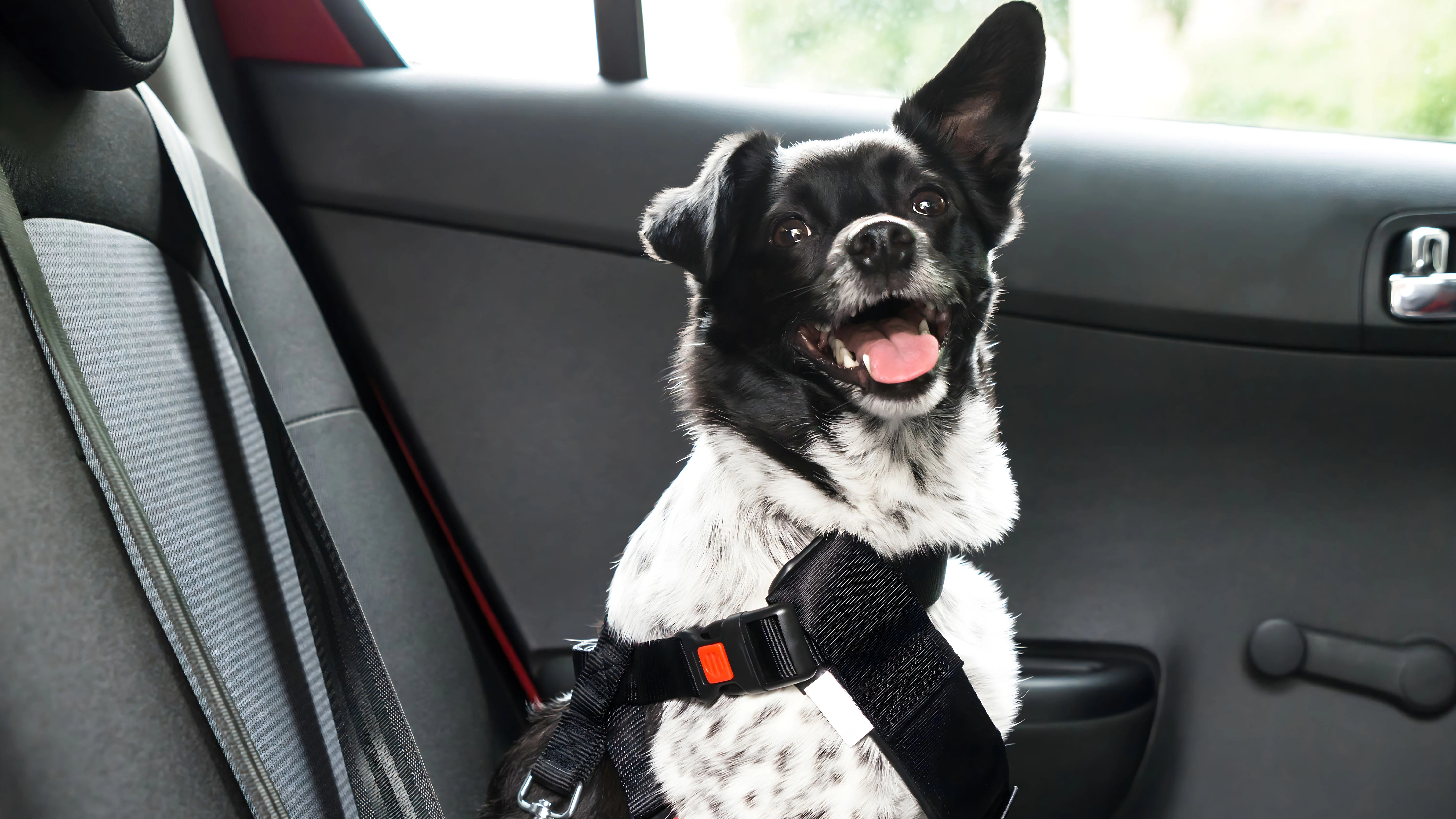 Ist der Hund entspannt, kann er auch auf der Rückbank des Autos Platz nehmen – mit Hundesicherheitsgurt!