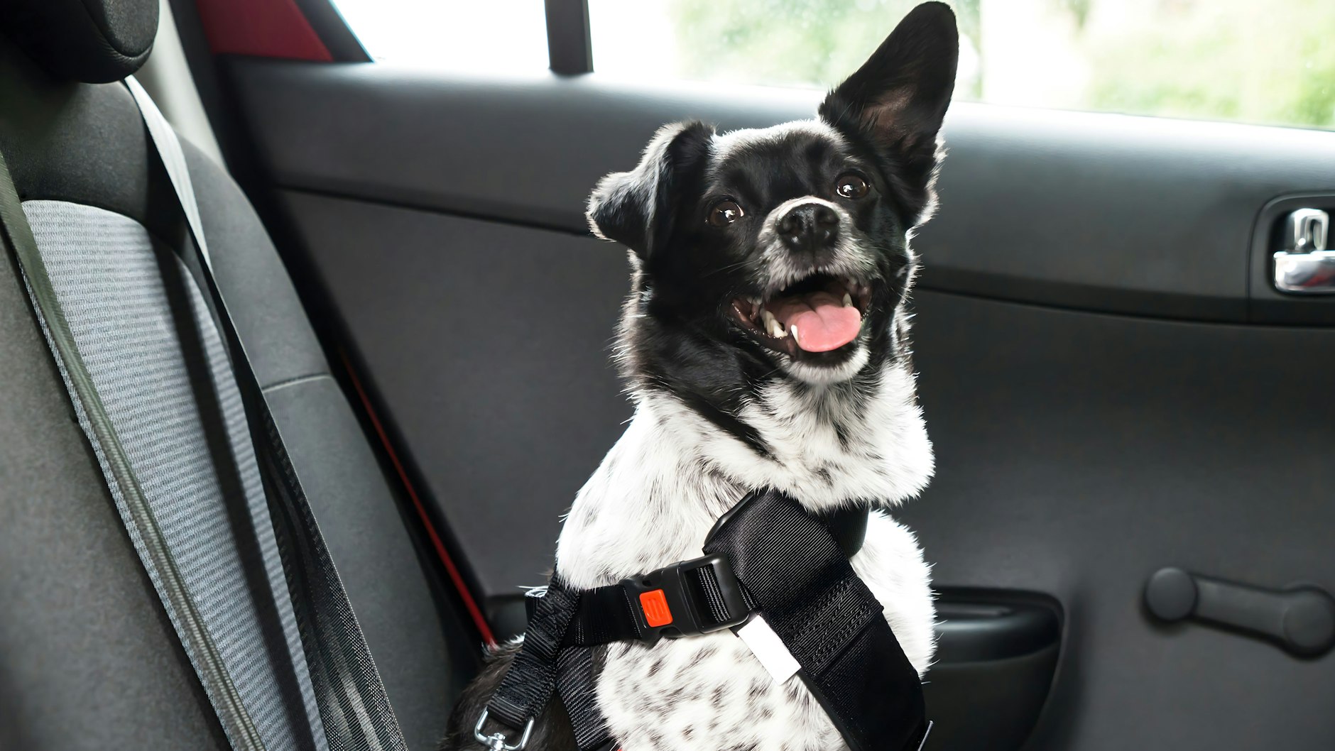 Ist der Hund entspannt, kann er auch auf der Rückbank des Autos Platz nehmen – mit Hundesicherheitsgurt!