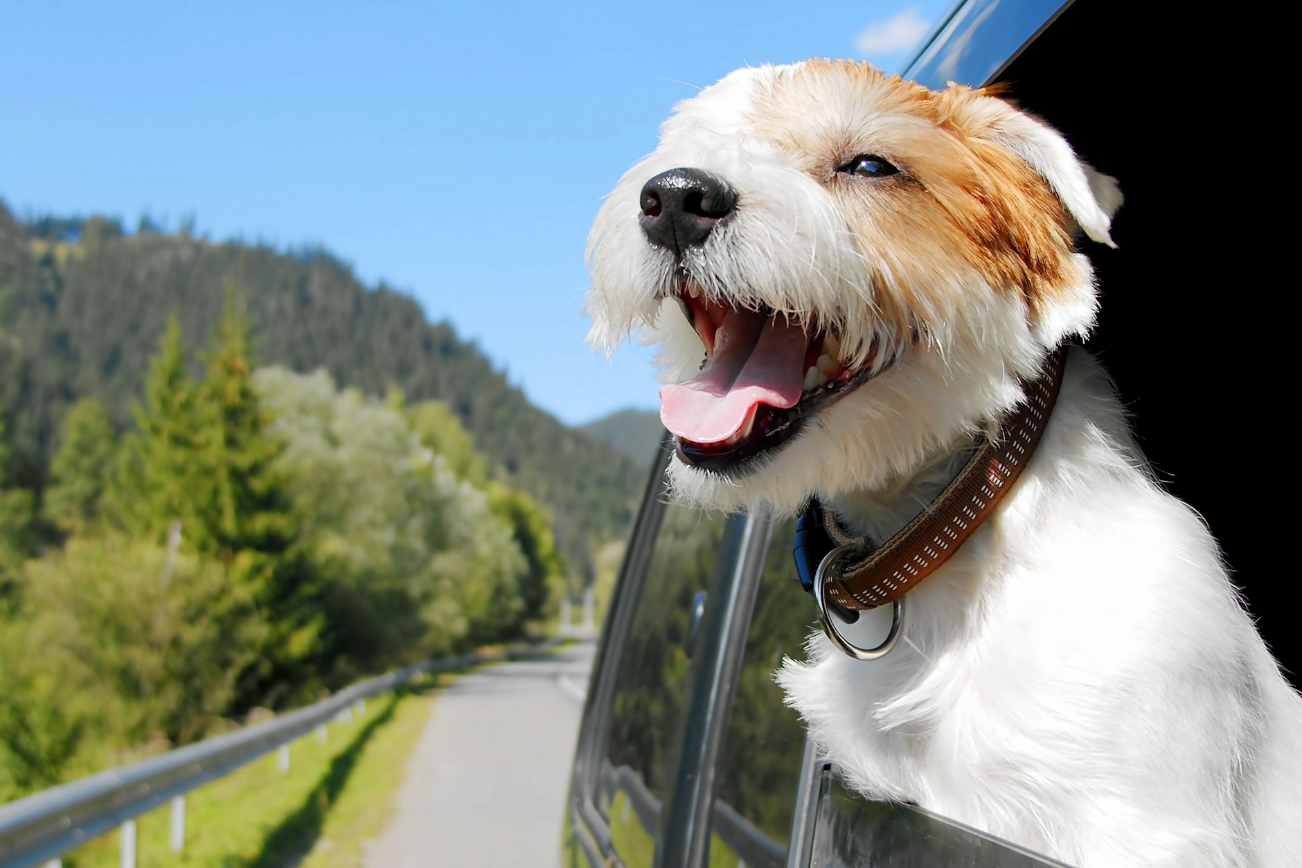 Nicht angeschnallt wie hier sollte ein Hund nicht im Auto mitfahren. Und auch der Fahrwind könnte ihm nach längerer Zeit schaden.