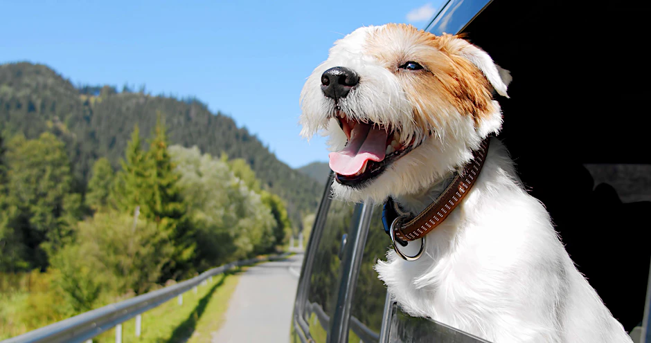 Nicht angeschnallt wie hier sollte ein Hund nicht im Auto mitfahren. Und auch der Fahrwind könnte ihm nach längerer Zeit schaden.