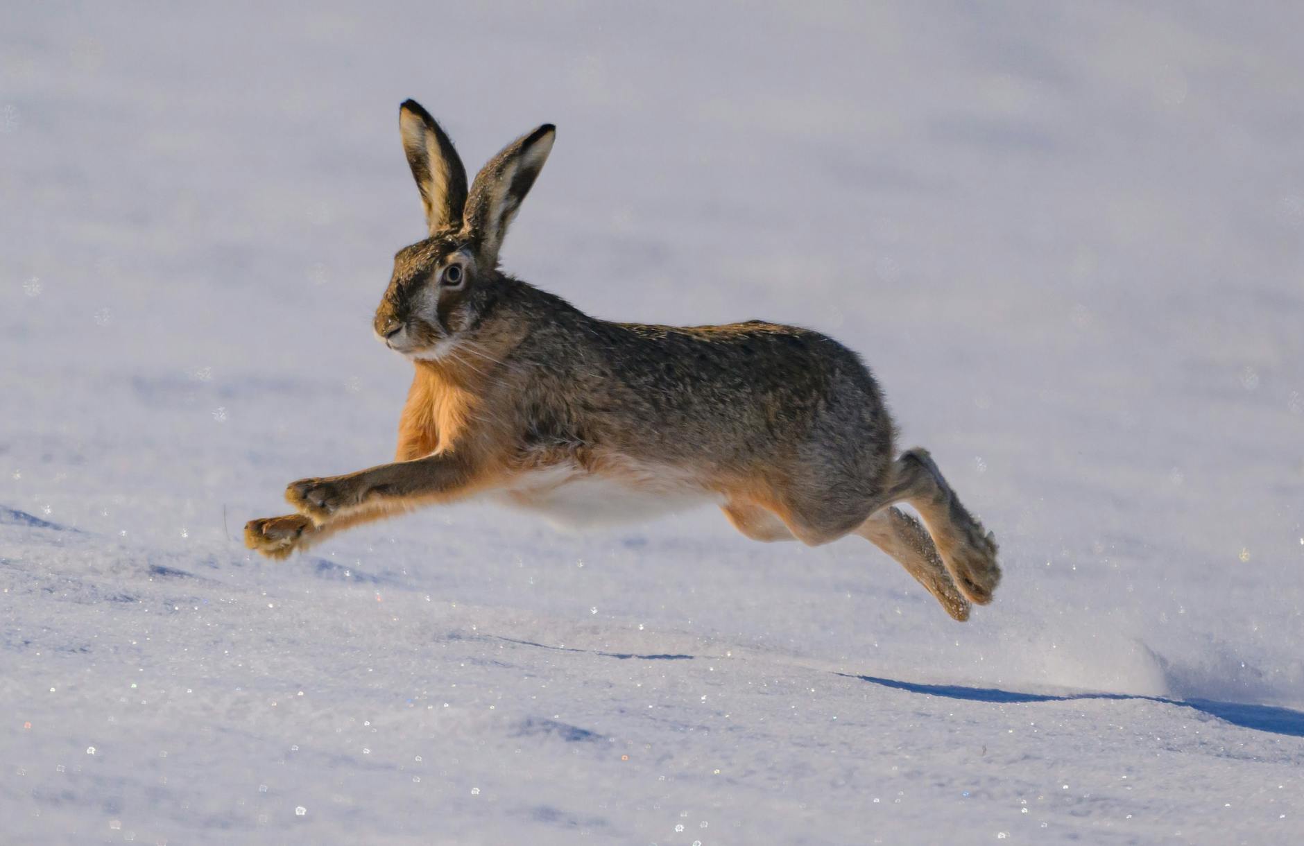 Ein Feldhase springt im Oderbruch im östlichen Brandenburg durch den Schnee.