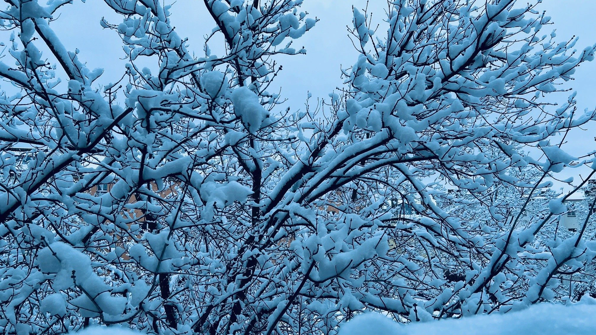In Köpenick sind in der Nacht laut Wetter-Experten rund 12 Zentimeter Schnee gefallen. Berlin gleicht am Morgen einem Winterwunderland. 