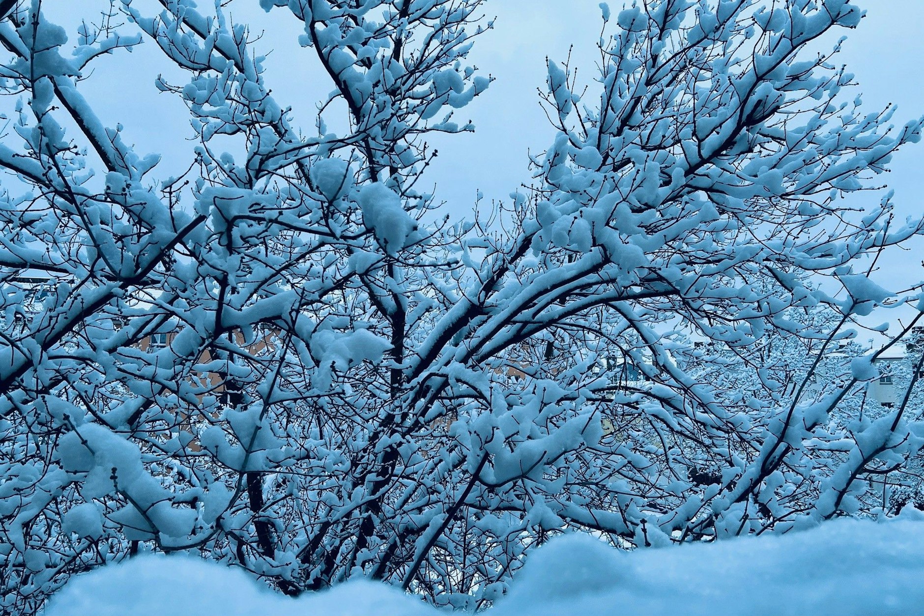 In Köpenick sind in der Nacht laut Wetter-Experten rund 12 Zentimeter Schnee gefallen. Berlin gleicht am Morgen einem Winterwunderland.