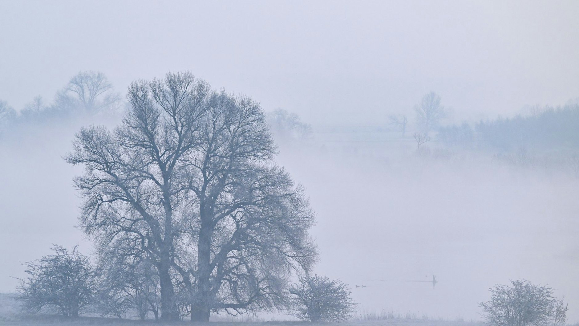 Nebel steigt vom Wasser des deutsch-polnischen Grenzflusses Oder auf und verschleiert die Landschaft.