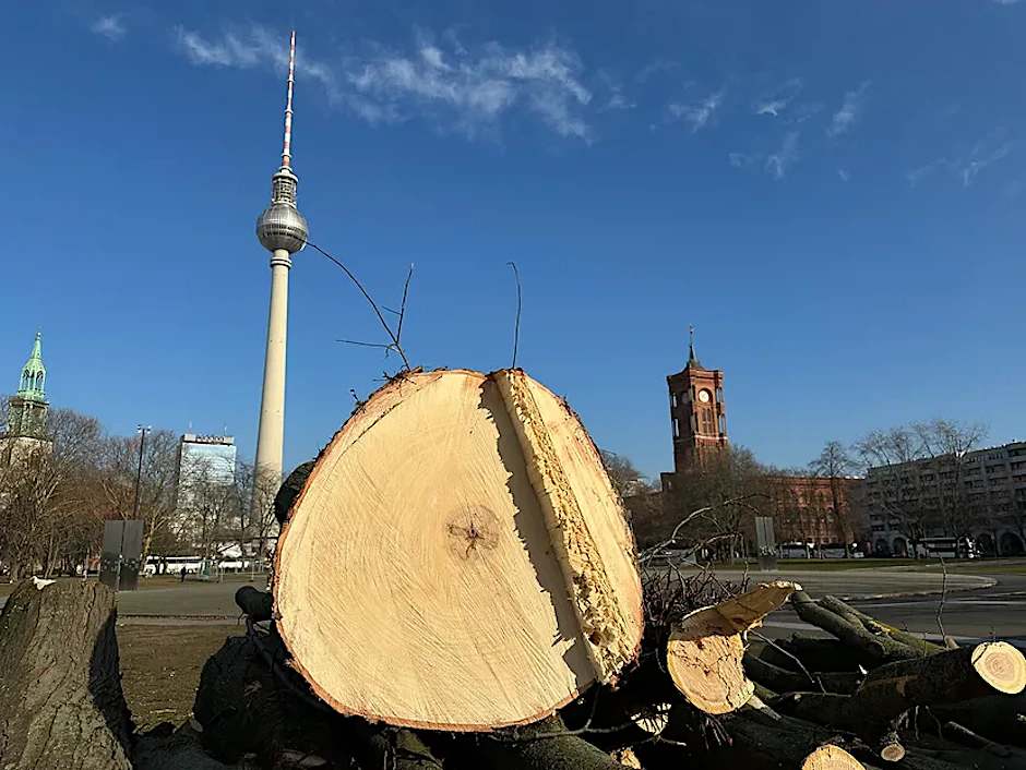 Gefällt Bäume liegen am Ufer der Spree. Vis a vis des Roten Rathauses haben die Umbauarbeiten am Marx-Engels-Forum begonnen.