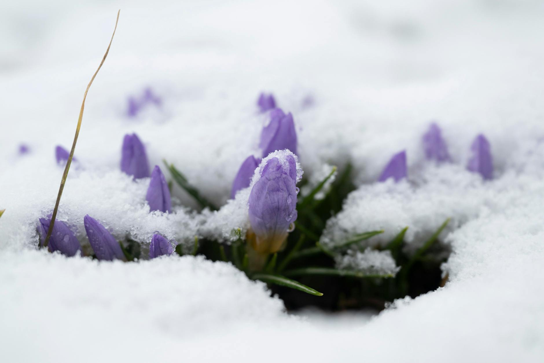 Noch sind Mit die Krokusse auf einer Wiese mit Schnee bedeckt.