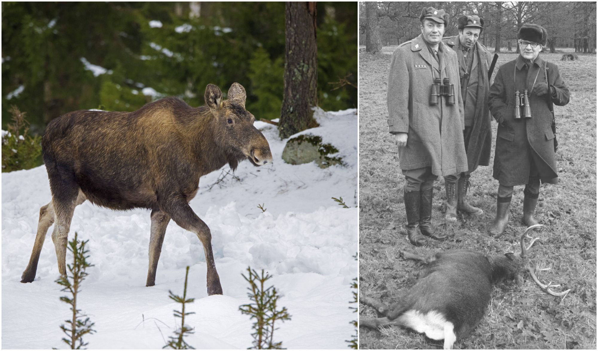Flucht aus Erich Honeckers Jagdrevier: Elch Olga – wo bist du?
