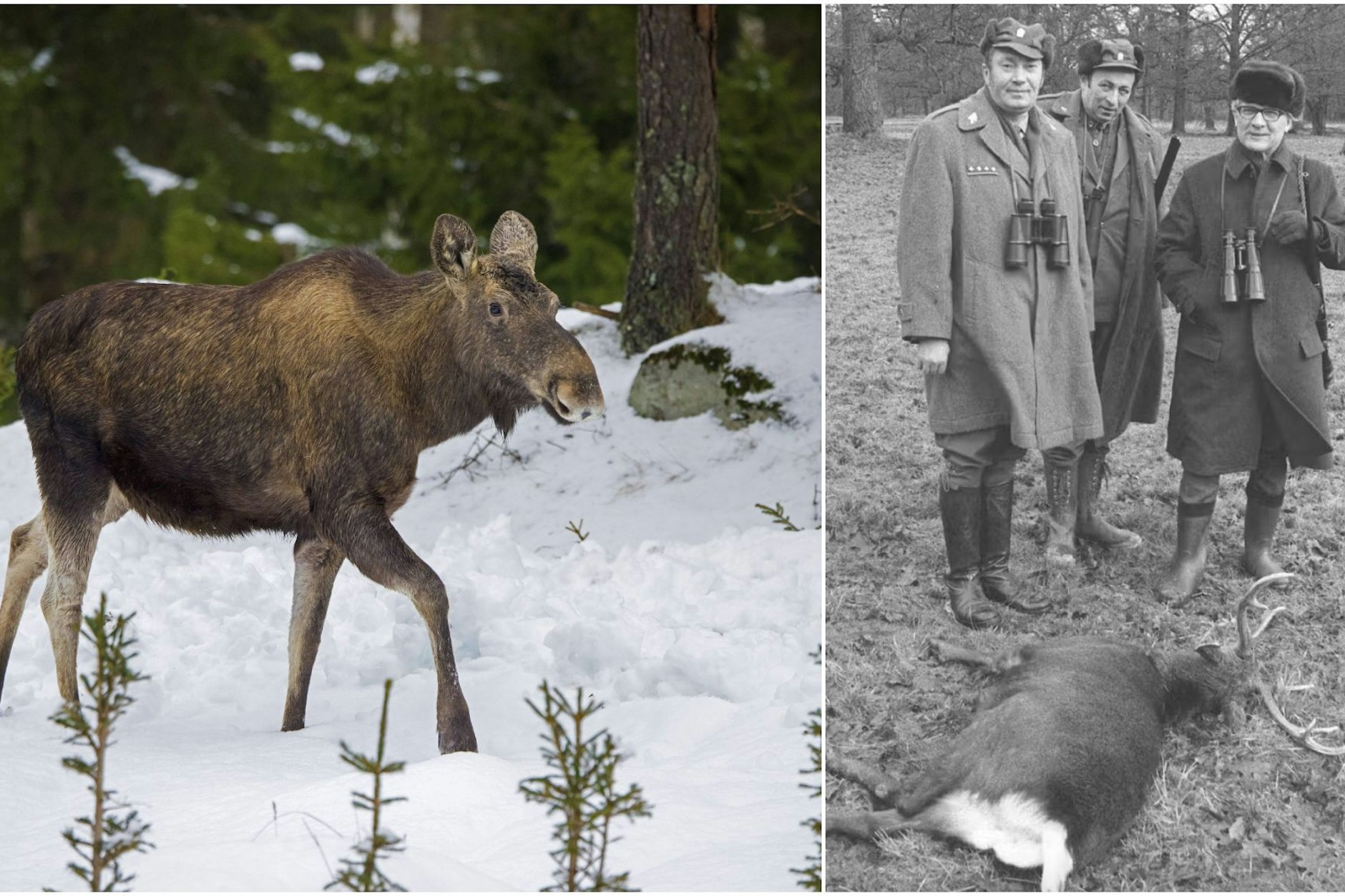Seit vergangenen Jahr fehlt von der Brandenburger Elchkuh jede Spur! Wo einst der DDR-Staatschef Erich Honecker Hirsche jagte, will Olga wohl nicht bleiben.