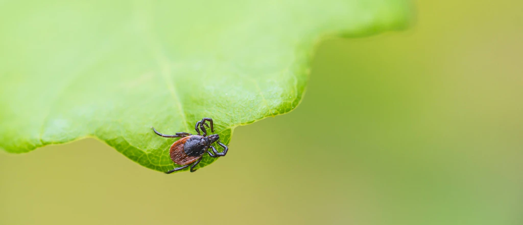 Die Zecken feiern fröhlich Party: Unangenehme Begegnung mitten im Winter