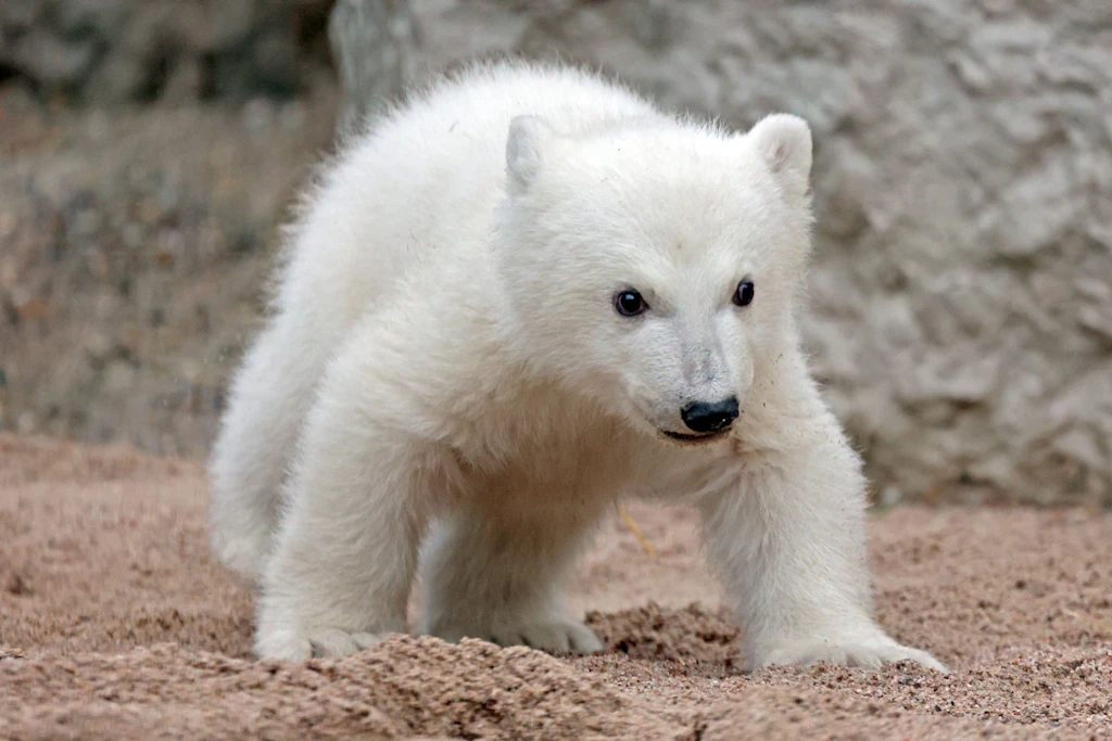 Niedlich wie Knut! Eisbär-Junge erobert die Herzen