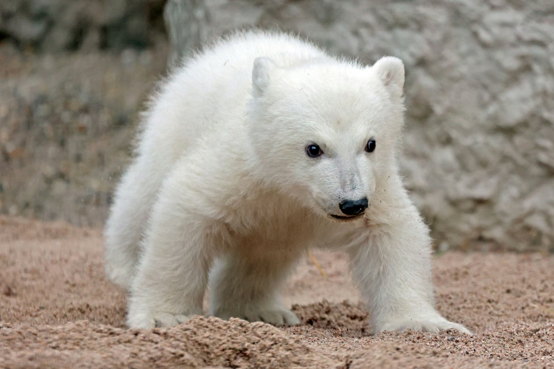Ist er nicht niedlich? Da kommen Erinnerungen an Eisbär Knut hoch. Der Kleine im Zoo in Karlsruhe entwickelt sich prächtig, hat aber noch keinen Namen.