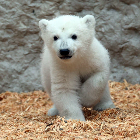 Das Eisbärjunge erkundet die Außenanlage im Eisbär-Gelände im Karlsruher Zoo.