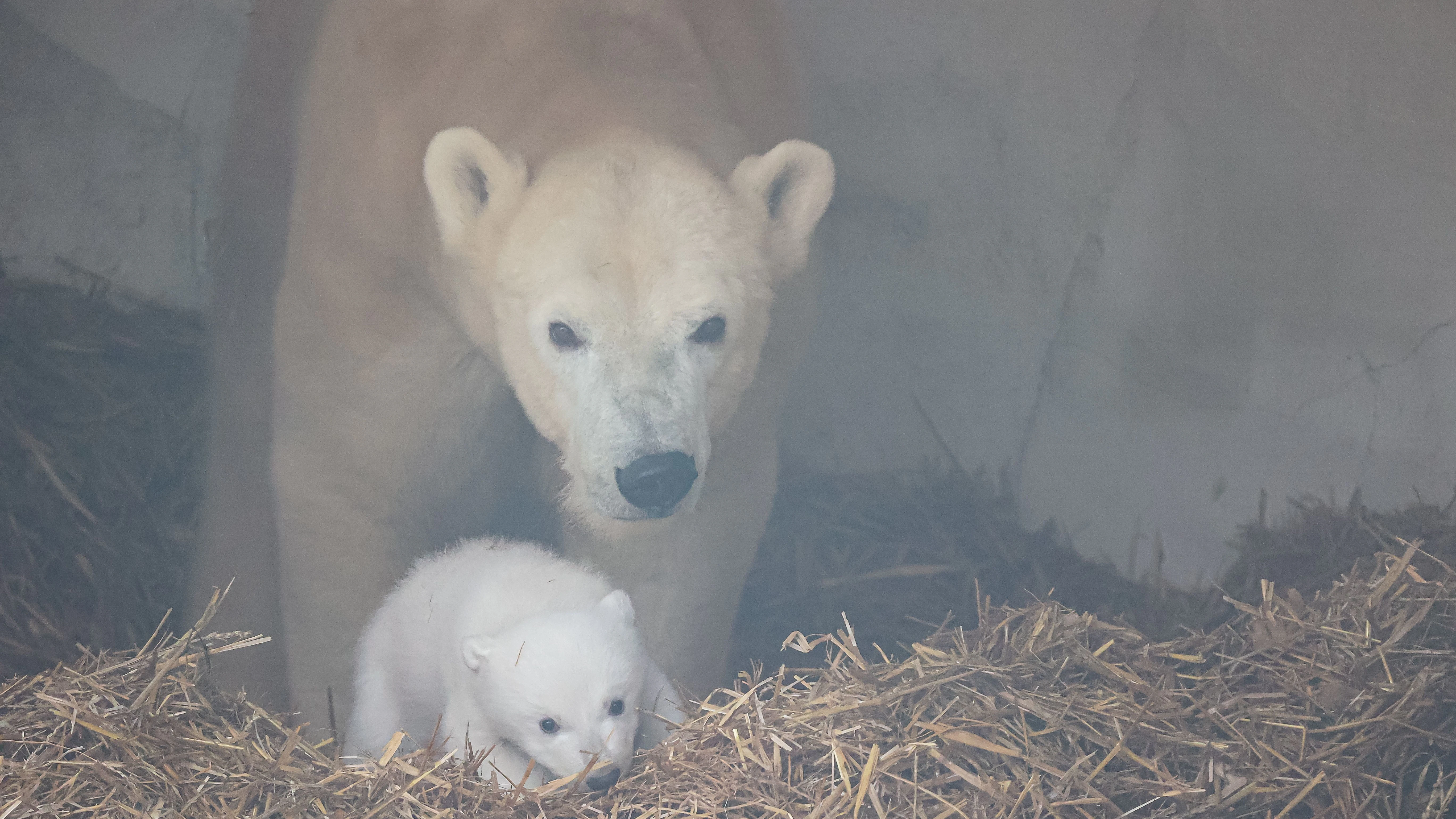 Erste Fotos von Eisbärin Nuka und ihrem Jungen aus der Höhle veröffentlichte der Zoo Mitte Januar.