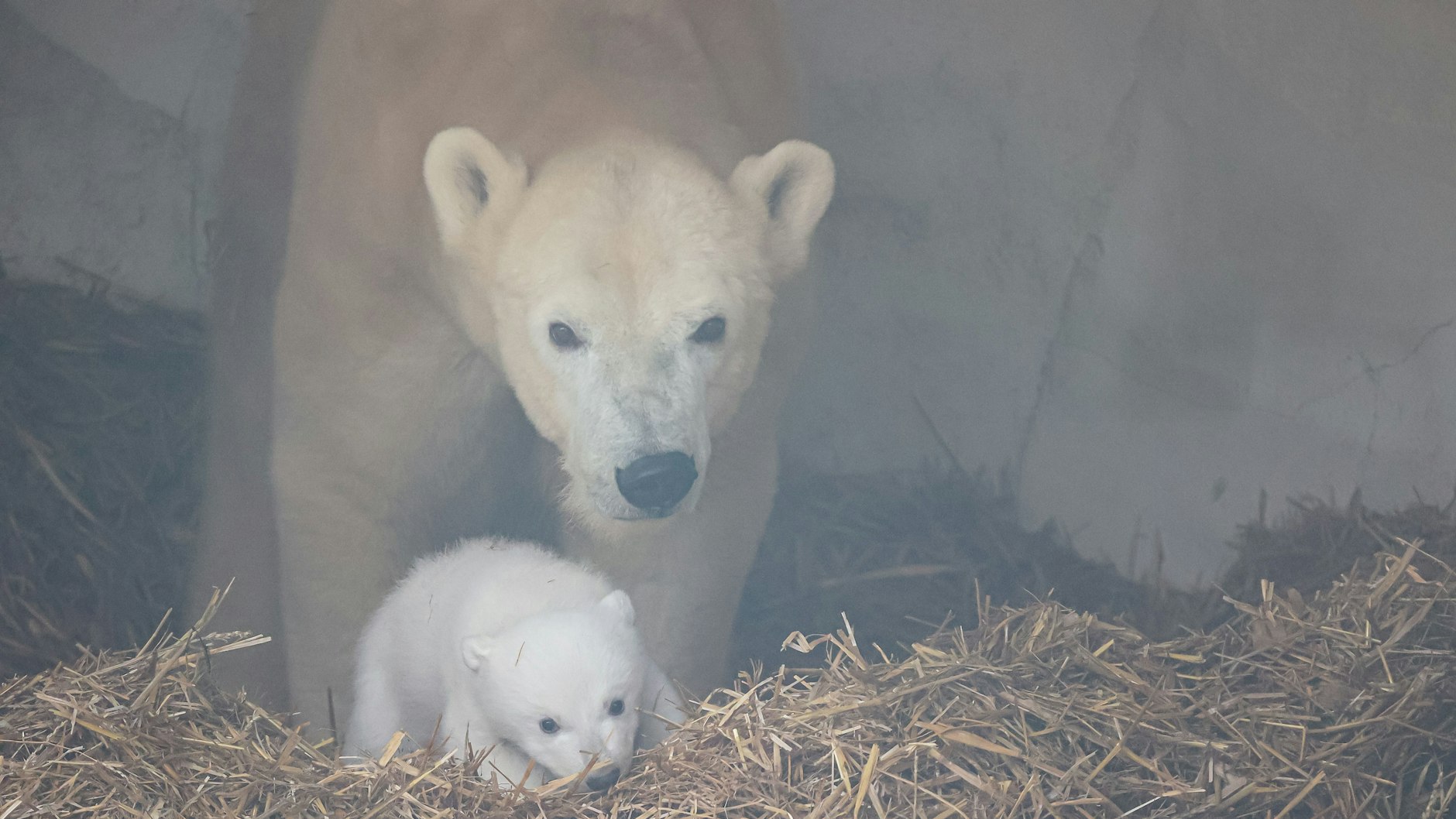 Erste Fotos von Eisbärin Nuka und ihrem Jungen aus der Höhle veröffentlichte der Zoo Mitte Januar.