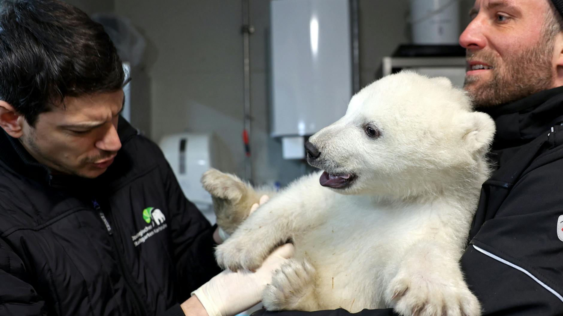 Erste Untersuchung des kleinen Eisbären am 9. Februar. Zootierarzt Lukas Reese (l.) und Revierleiter Moritz Ehlers hatten Mühe, das kräftige Kerlchen zu halten.