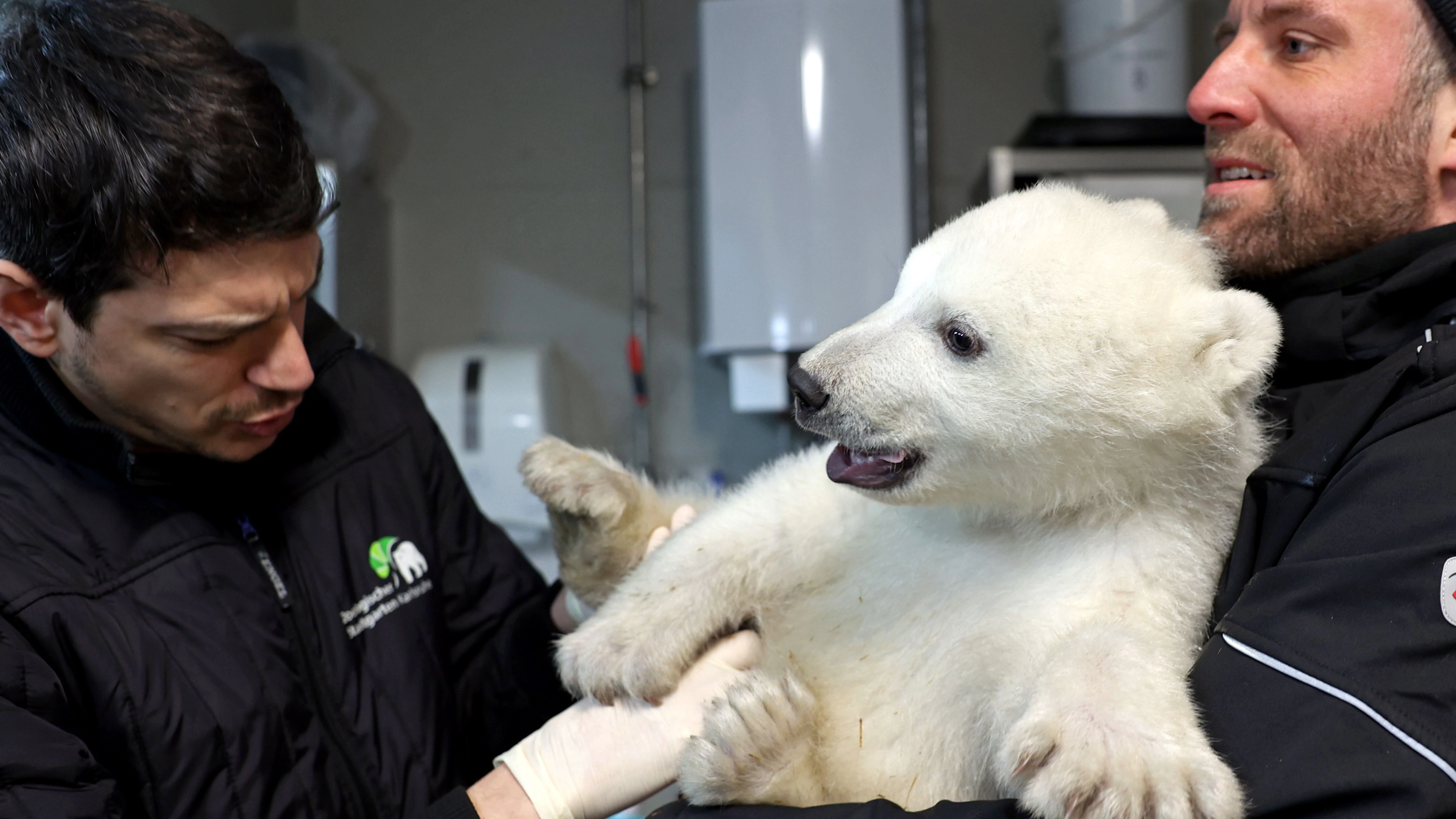 Erste Untersuchung des kleinen Eisbären am 9. Februar.&nbsp; Zootierarzt Lukas Reese (l.) und Revierleiter Moritz Ehlers hatten Mühe, das kräftige Kerlchen zu halten.