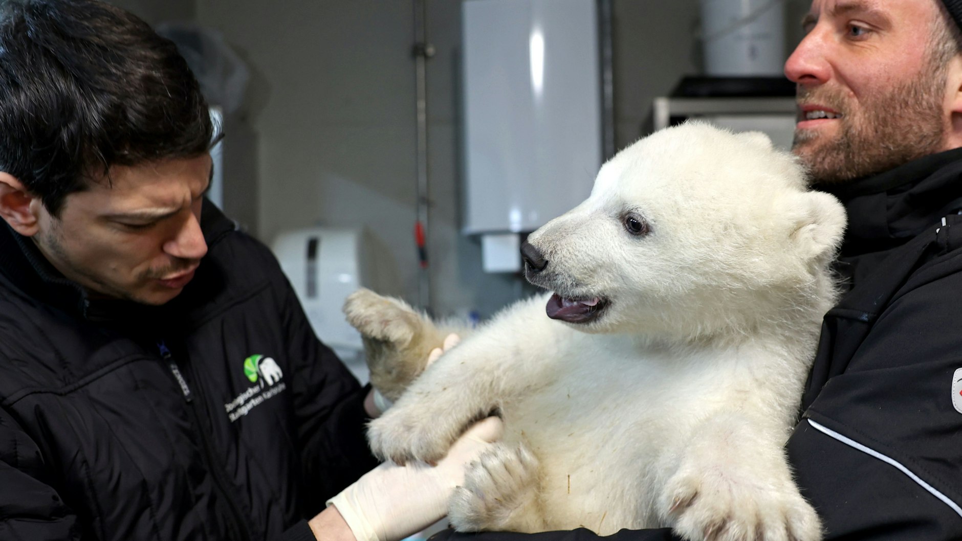 Erste Untersuchung des kleinen Eisbären am 9. Februar.&nbsp; Zootierarzt Lukas Reese (l.) und Revierleiter Moritz Ehlers hatten Mühe, das kräftige Kerlchen zu halten.
