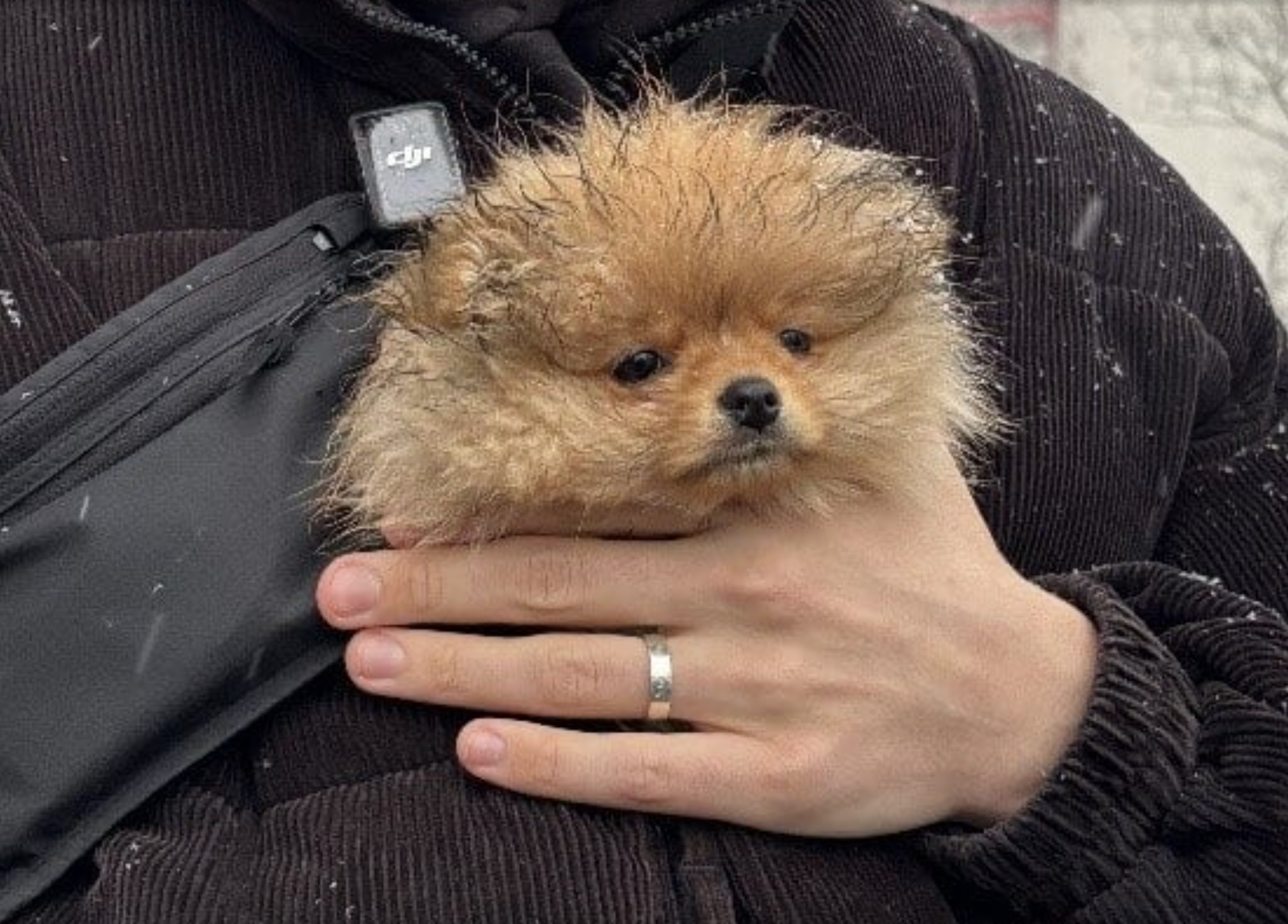 Image - Mitten in Berlin: Welpen vor kriminellen Händlern gerettet!