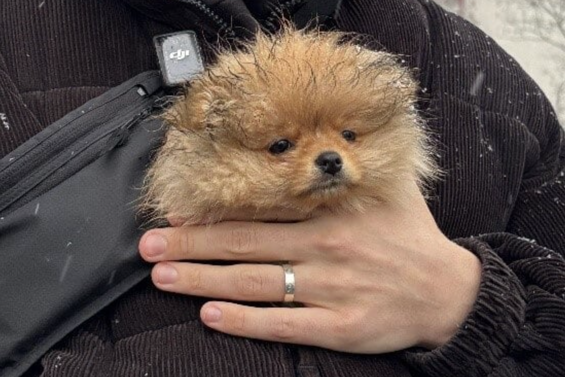 PETA deckt illegalen Welpenhandel in gleich zwei Fällen auf – Tiere von Polizei sichergestellt.