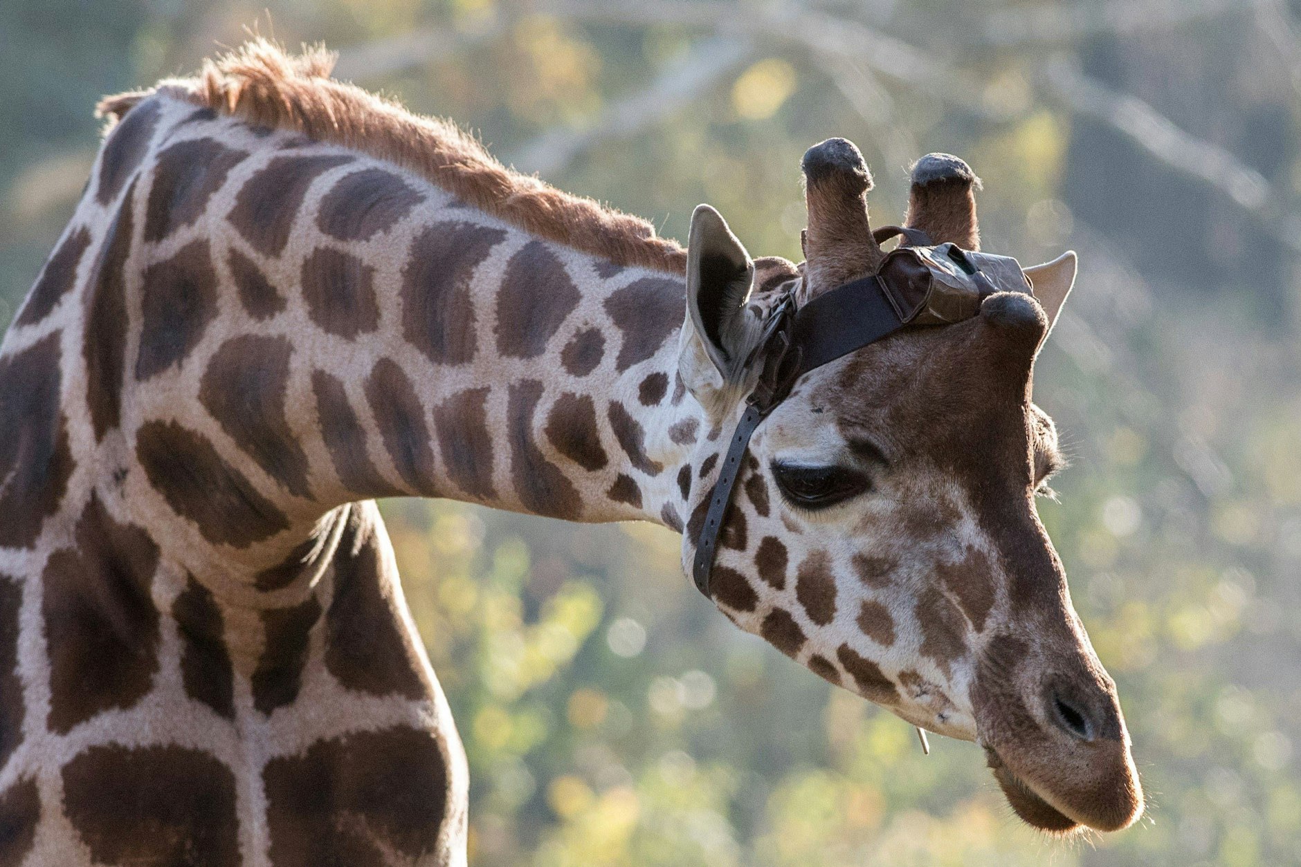Gehörte zu den Großen im Berliner Zoo: Giraffenbulle Max ist tot. Dieses Foto zeigt ihn mit einem Sender am Kopf, der zu Forschungsarbeiten diente.