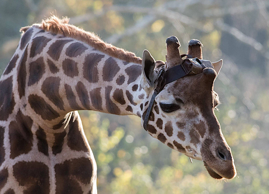 Gehörte zu den Großen im Berliner Zoo: Giraffenbulle Max ist tot. Dieses Foto zeigt ihn mit einem Sender am Kopf, der zu Forschungsarbeiten diente.