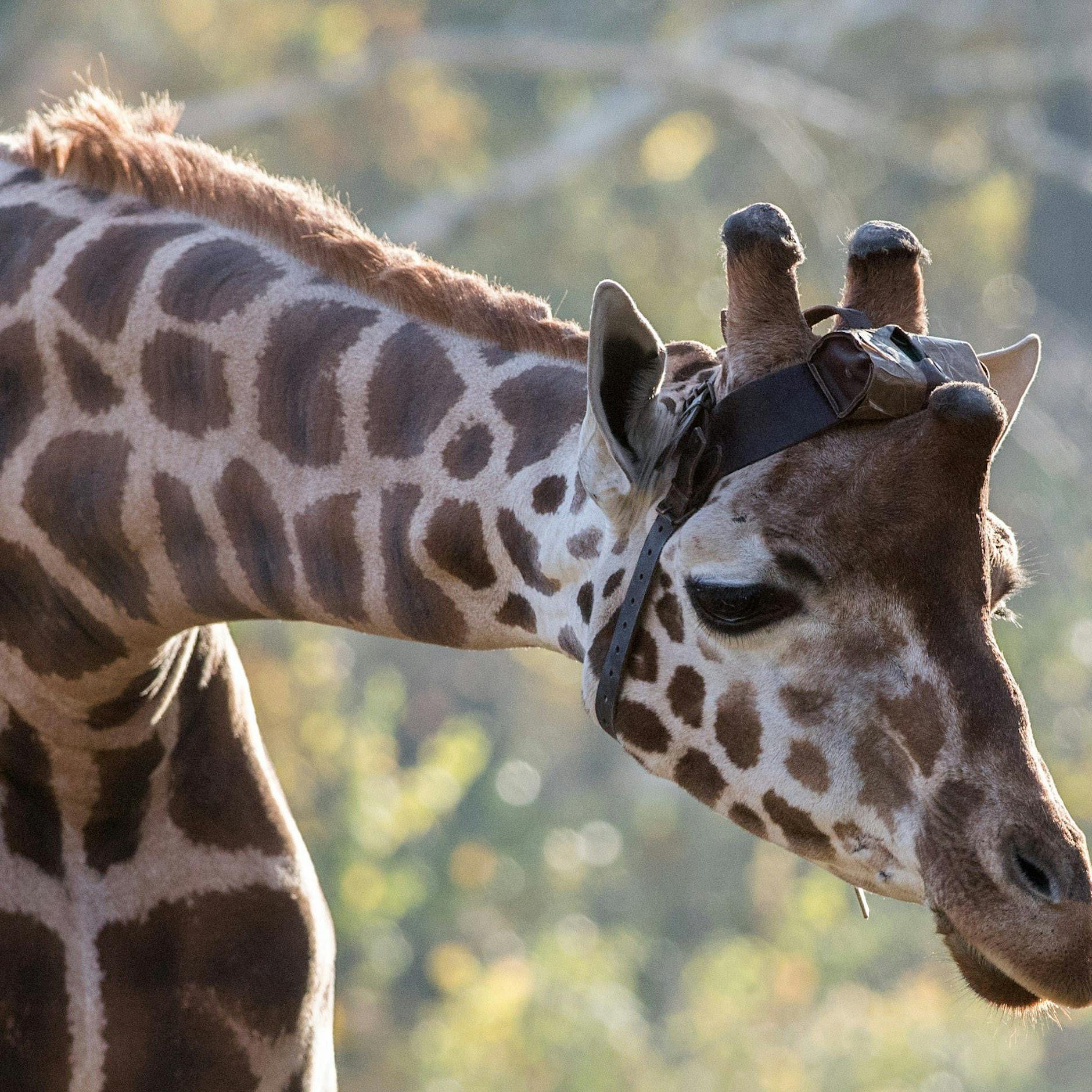 Drama im Stall: Berliner Zoo trauert um Giraffe Max