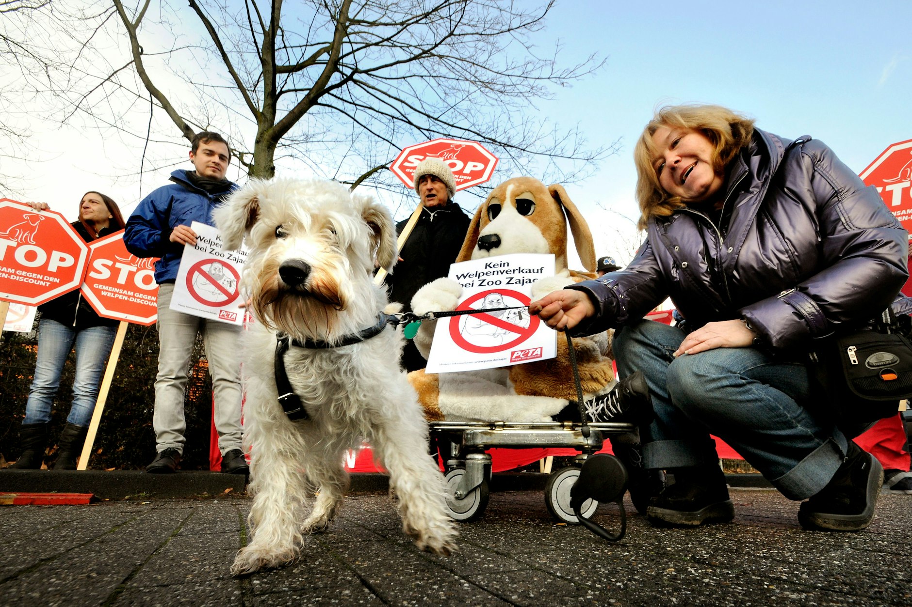 PETA setzt sich weltweit für den Schutz von Tieren ein und kämpft unter anderem gegen den grausamen Welpenhandel. Ihr Ziel: illegale Zucht stoppen und Tierheime entlasten. (Symbolfoto)