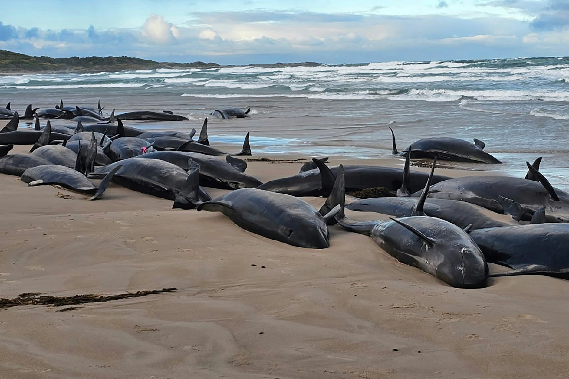 Die gestrandeten Kleinen Schwertwale anm Strand in der Nähe von Arthur River im australischen Inselstaat Tasmanien.