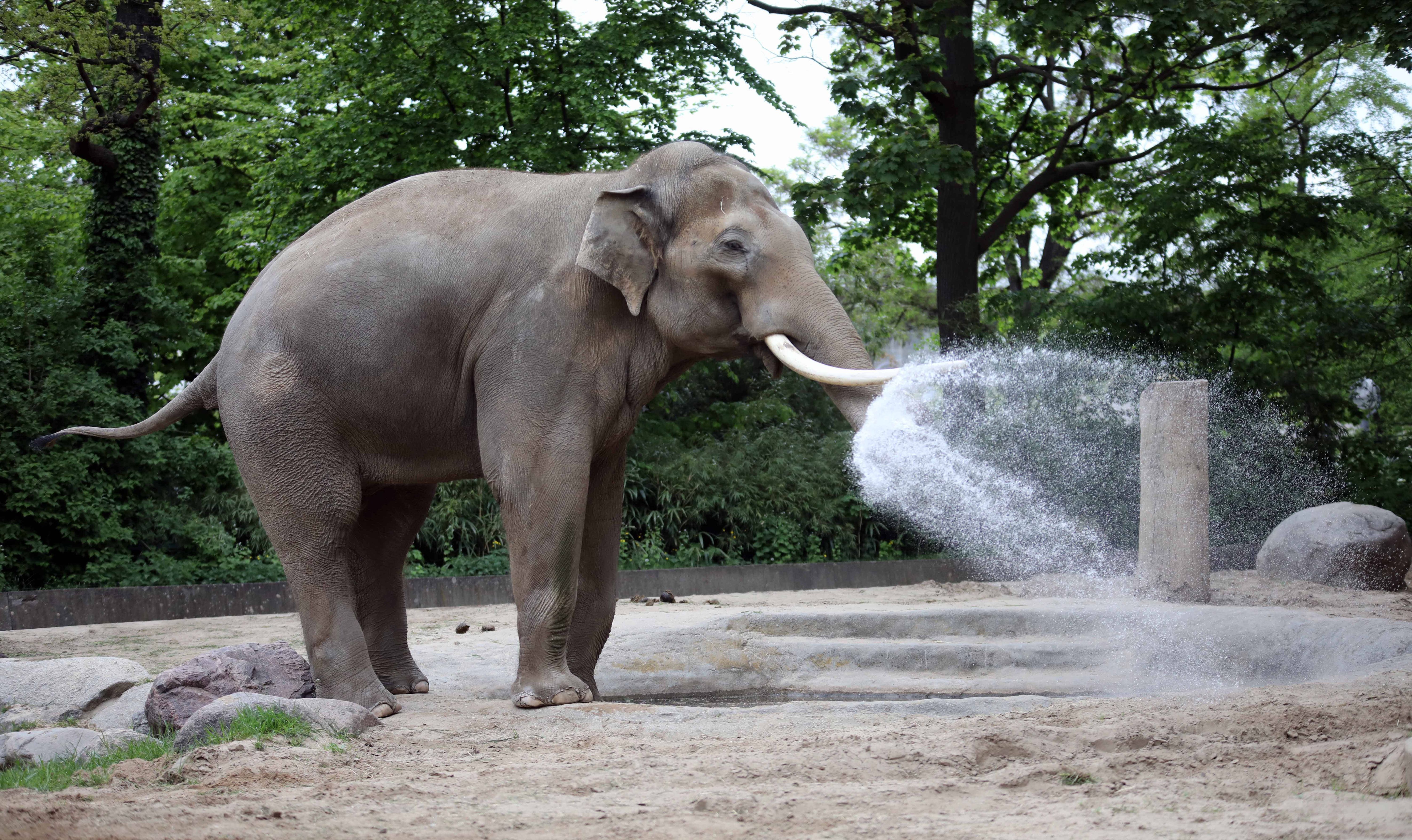 Mediziner lösen Rätsel: DARUM starb der Berliner Zoo-Elefant Victor