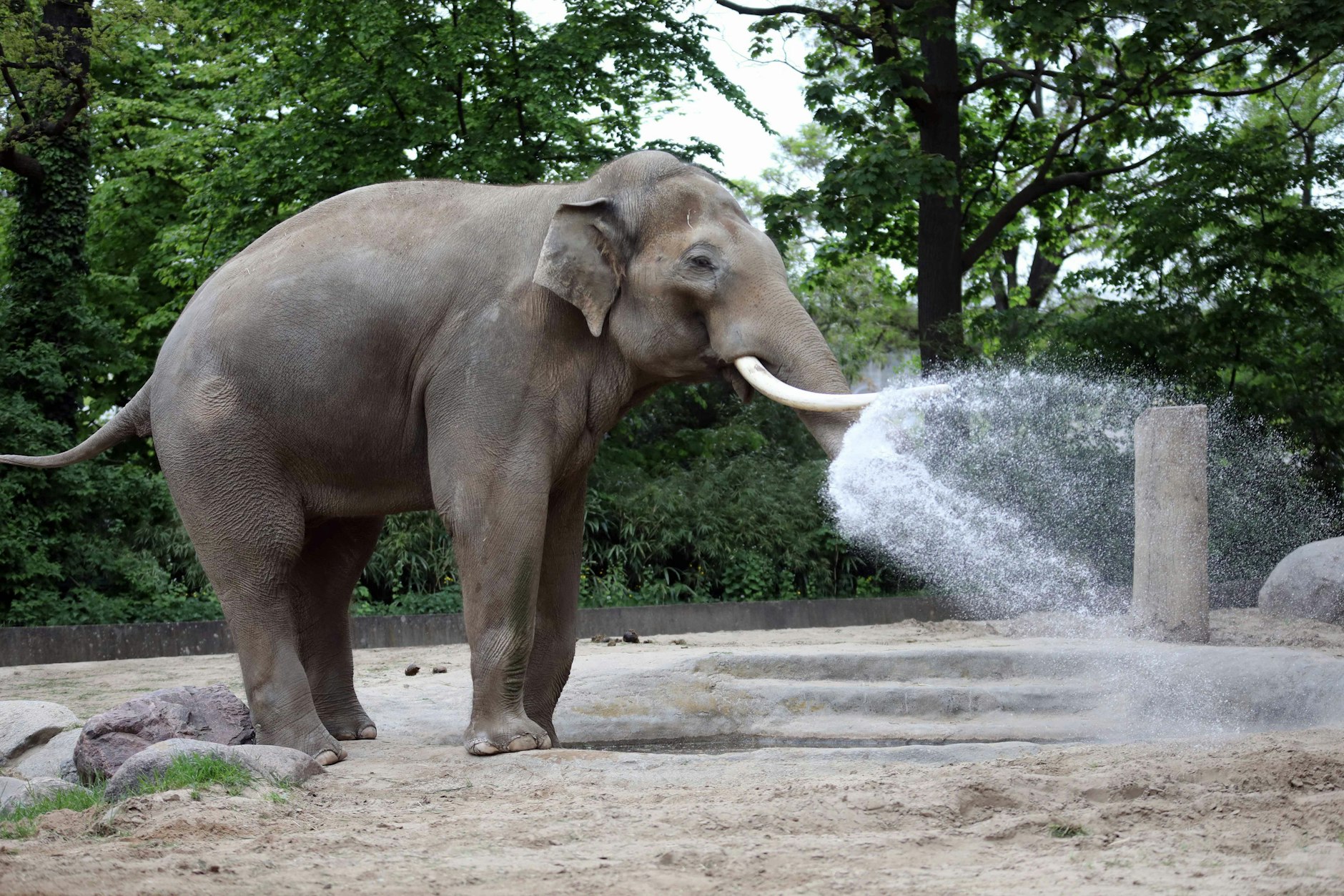 Er gehörte zu den Stars im Berliner Zoo: Elefantenbulle Victor, der Ende Januar 2025 starb.