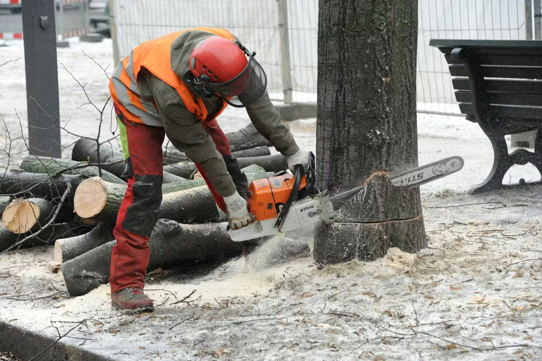 In Tempelhof-Schöneberg werden 60 Bäume gefällt.