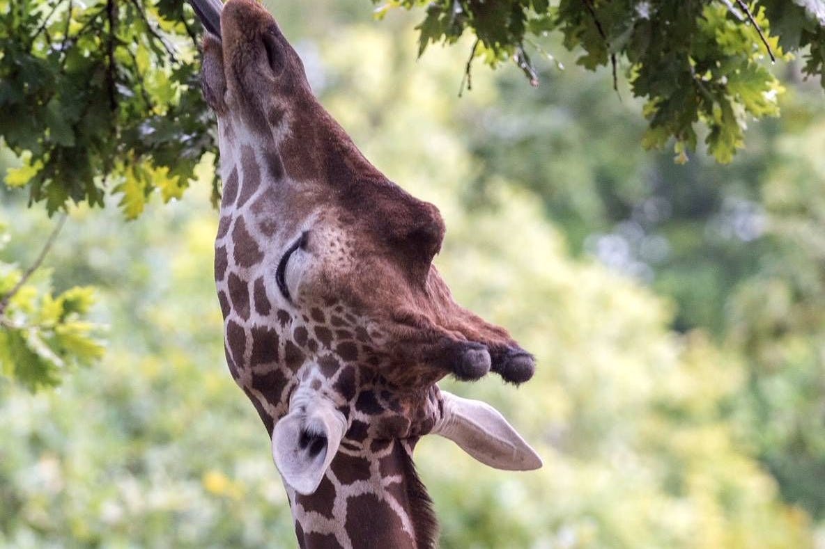 Giraffenbulle Max im Berliner Zoo: Nach einem unglücklichen Sturz musste das Tier eingeschläfert werden.