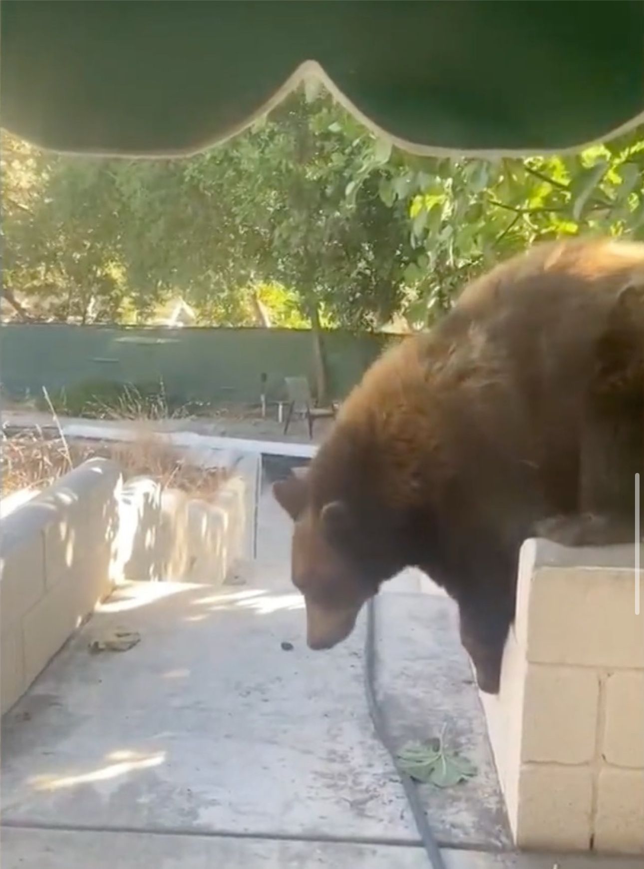 Image - „Bäriges“ Problem nach Feuer-Evakuierung: Schwarzbär als Untermieter