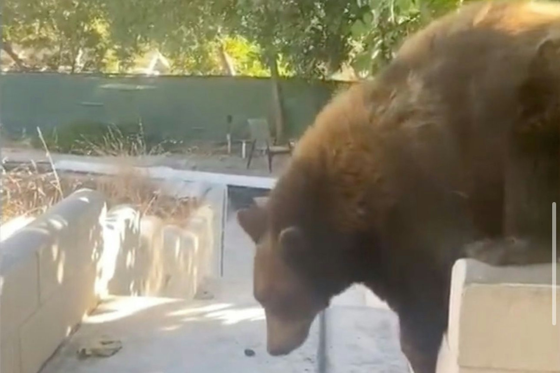 Der Schwarzbär hat sich nach dem Feuer-Inferno eine neue Bleibe gesucht.