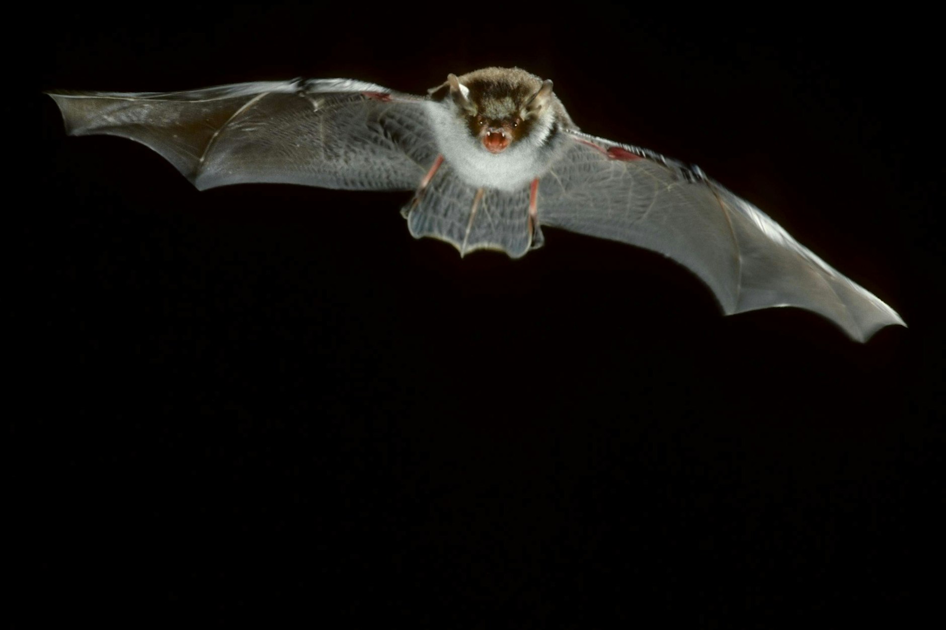 Forscher in China haben ein neues Fledermaus-Virus entdeckt - droht uns jetzt die nächste Pandemie?