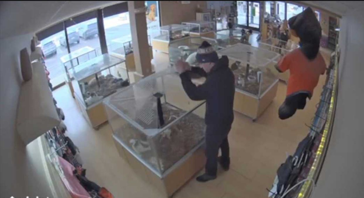 Image - Video: Brutaler Welpen-Klau in Tierhandlung