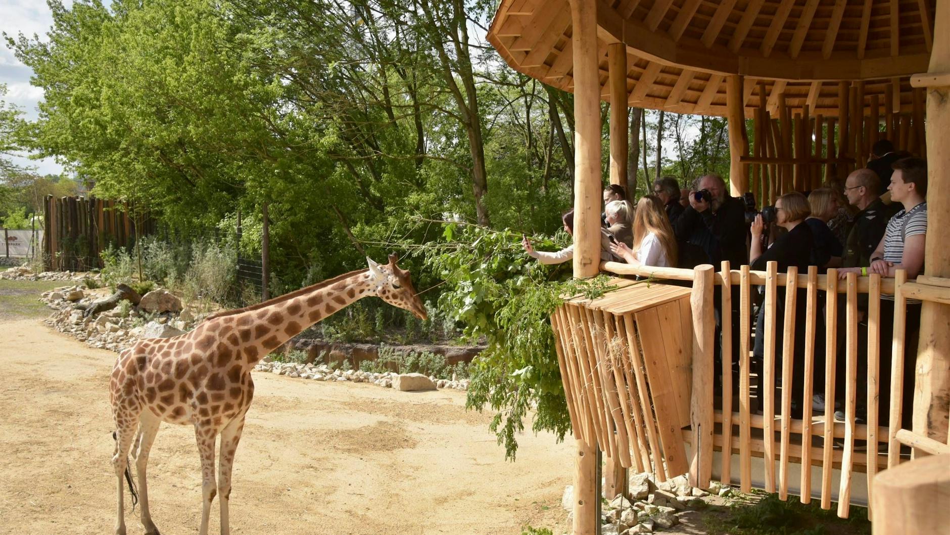 Keine Schutzmaßnahmen mehr wegen der Maul- und Klauenseuche: Im Tierpark können die Besucher nun auch wieder ganz dicht an die Giraffen heran.