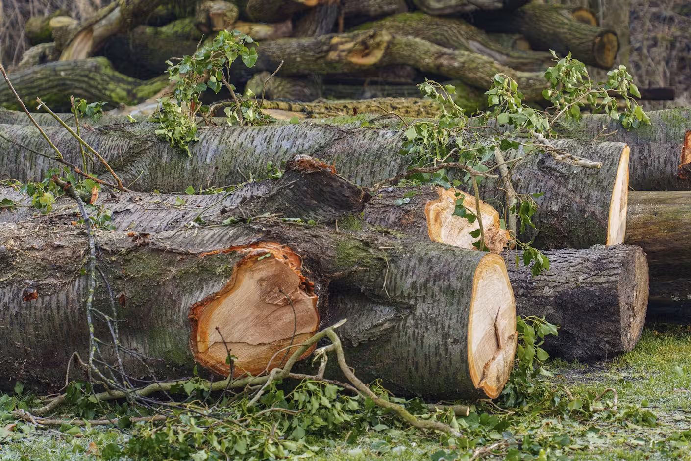 Treptow-Köpenick: Illegale Baumfällungen entlang der Chris-Gueffroy-Allee aufgedeckt