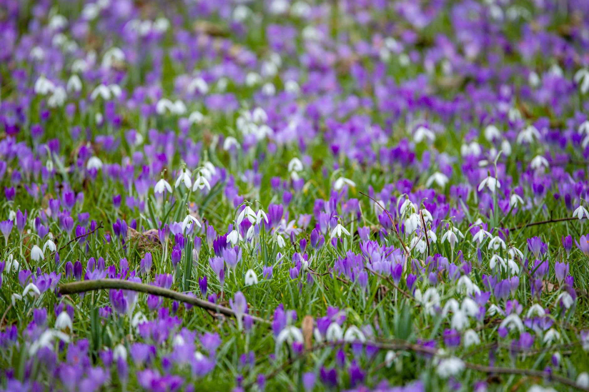 Alles außer Grau hat die Natur aber auch schon parat: Schneeglöckchen und Krokusse stehen auf einer Wiese.